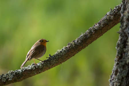 Eurasian Robin small bird sitting on a tree. Robins are associated as a Christmas bird, due to their red colouring. Also recently the Robin has been voted as Britains favourite bird during spring. copy spaceの写真素材