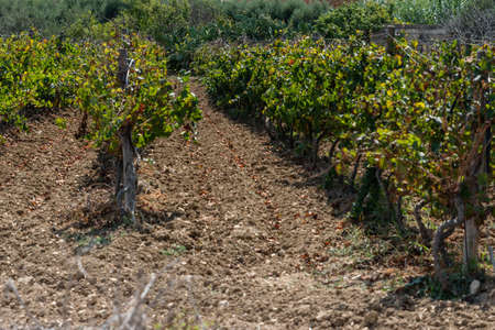 Vineyard in Gozo. Horizontal. space for text.の写真素材