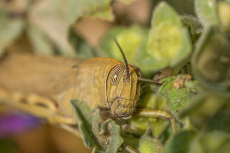 Green Grasshopper Hiding Behind grass in a bush. Horizontal. Shallow depth of field. Side view space for textの写真素材