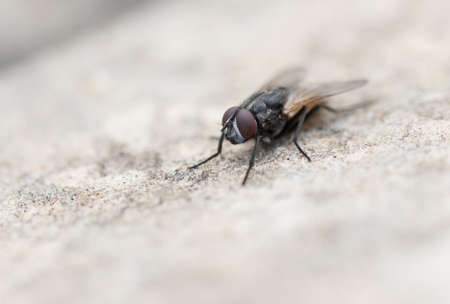 Macro shot of a Fly on a white rock in the middle of the frame. copy space. shot during winter in the garden. focus on eyes. background out of focus.の写真素材