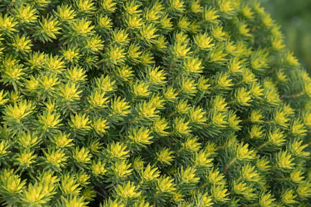 Yellow spring flowers close up. Background. horizontal. side view. Malta.の写真素材