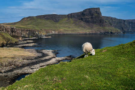 Sheep eating grass in the scottish highlands with cliff view During Spring seasonの写真素材
