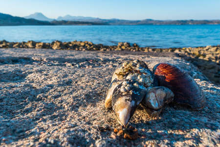 Fresh Sea shells on the ground. shallow depth of field. horizontal. with mountain views out of...