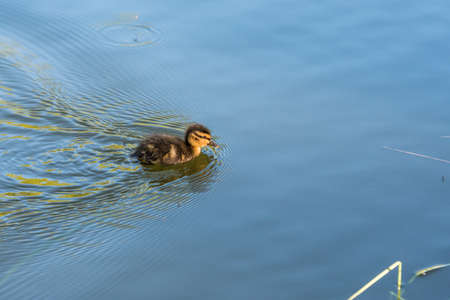 Cute little duckling swimming alone in a lake with trees reflections in the water in Newtonmore Cairngorms National Park, Scotland copy spaceの写真素材