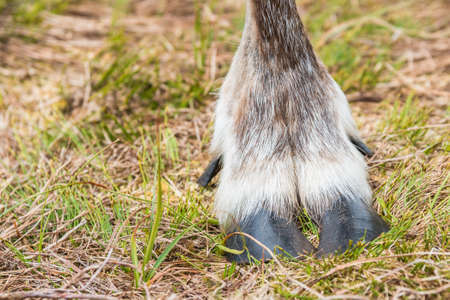 Reindeer foot on the grassの写真素材