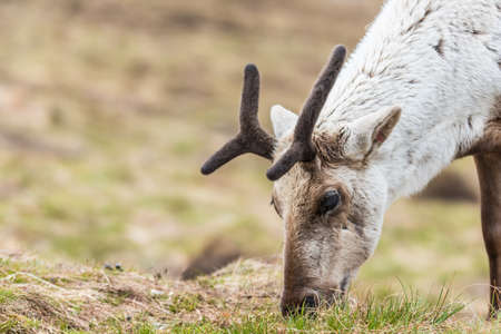 Reindeer on a hill relaxing, with growing antlers, on a cloudy day eating grass at Cairngorms National Park Scotlandの写真素材