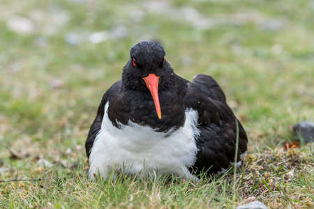 Closeup photo of an Oyster catcher sitting on the grass with shallow depth of field shot. space for textの写真素材