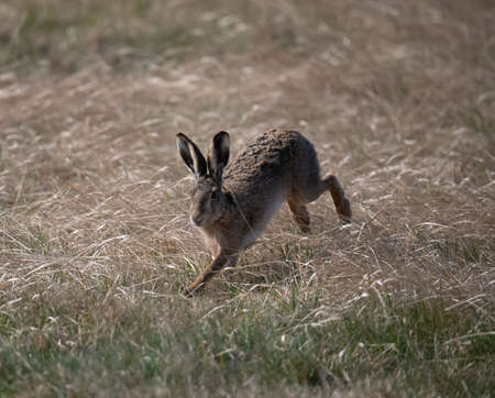 European brown hare in field in Burgenlandの写真素材
