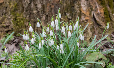Snowdrops blooming in spring, Galanthus nivalis, Austriaの写真素材