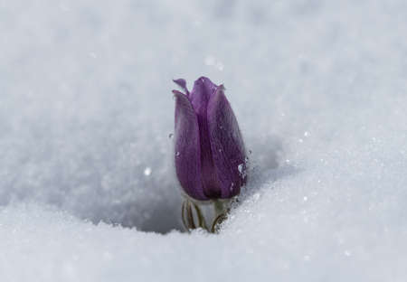Wildflowers ( Kuhschelle, KÃ¼chenschelle ) in spring embedded in snow - European Pasqueflower (Pulsatilla vulgaris)の写真素材