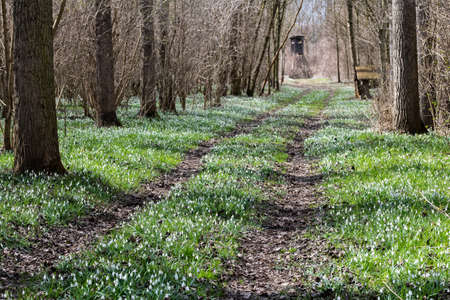 Snowdrops blooming in spring, Galanthus nivalis, Austriaの写真素材