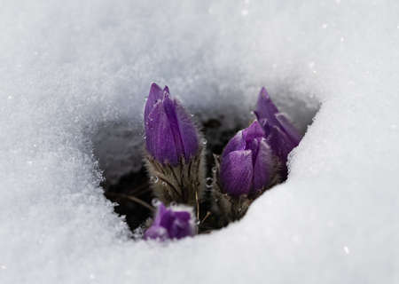 Wildflowers ( Kuhschelle, KÃ¼chenschelle ) in spring embedded in snow - European Pasqueflower...