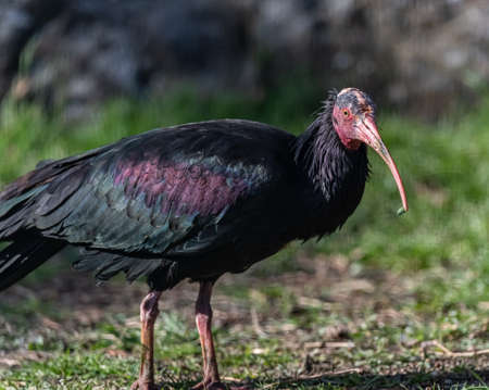 Close shot of a northern bald ibis, hermit ibis, or waldrapp (Geronticus eremita).の写真素材