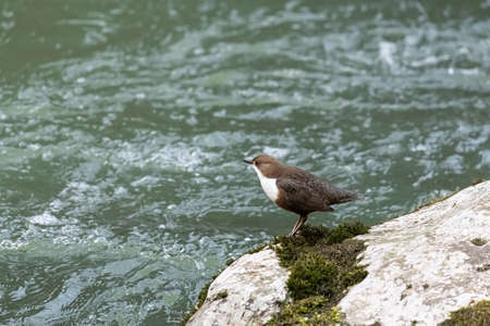 Ring ouzel, White-throated dipper ( germ. Wasseramsel )at Erlauf River in Lower Austria