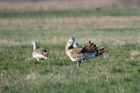 Great bustard, Otis tarda, Nationalpark Neusiedlersee, Burgenlandの写真素材