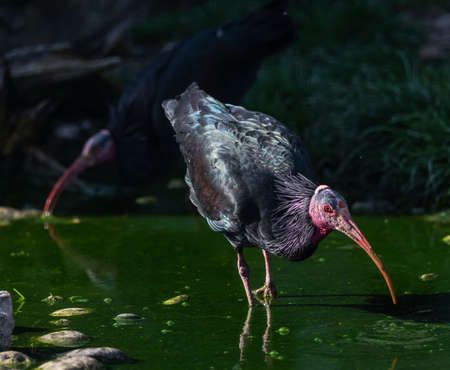 Close shot of a northern bald ibis, hermit ibis, or waldrapp (Geronticus eremita).の写真素材