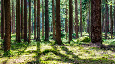 Mystic Idyllic Landscape in Hochmoor near Heidenreichstein, Northern Lower Austria in...