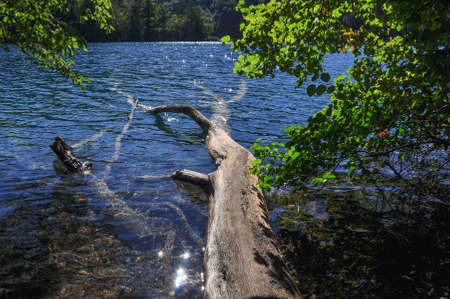 Fallen tree on the shore of a lake in the forest.の写真素材