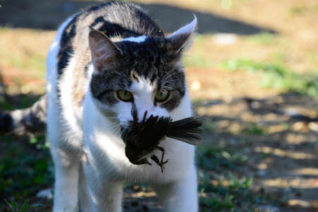 Domestic cat with a bird in its mouth. Selective focus.の写真素材
