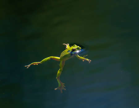 The real frog (lat. Ranidae) floating in pondの写真素材