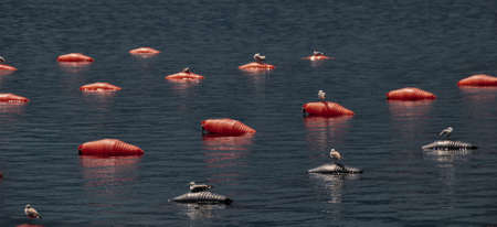 Flock of seagulls on a red buoy in the seaの写真素材