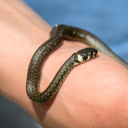 Aesculapian snake in boys hand, The Aesculapian snake (now Zamenis longissimus, previously Elaphe longissima), is a species of nonvenomous snake native to Europe.の写真素材