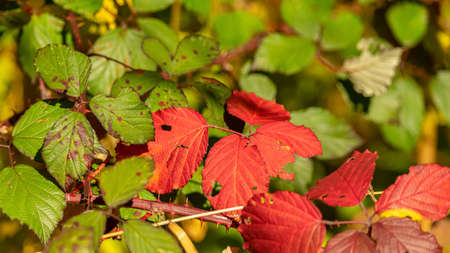 The awesome colors of autumn, Leaves glow in bright autum colors