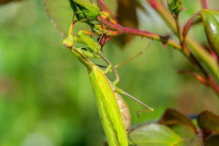 Praying mantis insect on the green leaf of plant. These insects used as part of an integrated pest management program for biological control on harmful insect pests for crops.の写真素材