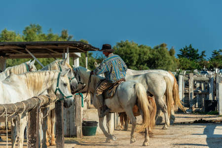 Ranch work and horse riding of the cowboys in Camargue Franceのeditorial素材