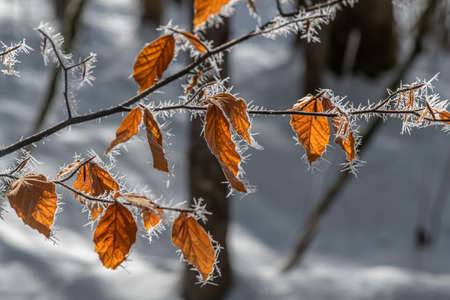 Hoarfrost on brunches and leaves along Almsee, Almtal, Salzkammergutの写真素材
