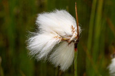 Small white wad on simple green stem. Eriophorum vaginatum in green vegetation. Tussock cottongrass, or sheathed cottonsedge looks like clot of dust. Concept of wild flowersの写真素材