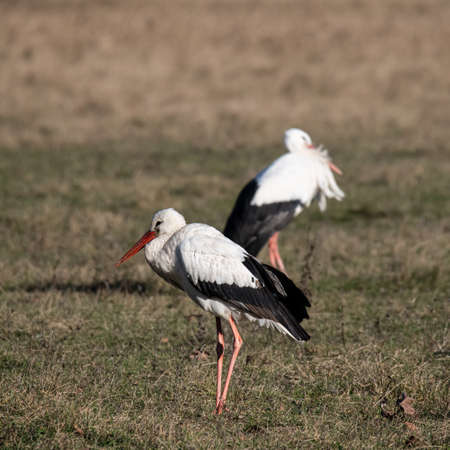 White Stork on Meadow on stormy winter day