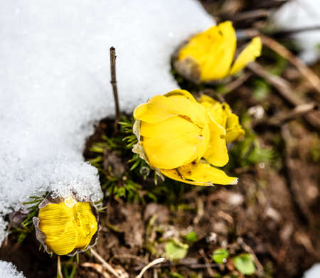 Yellow pheasant's eye (Adonis vernalis) in snowの写真素材