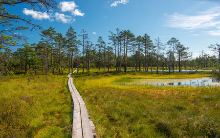 Viro Bog Trail in Lahemaa National Park, Estoniaの写真素材