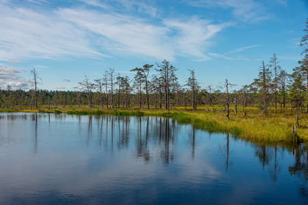Viro Bog Trail in Lahemaa National Park, Estoniaの写真素材