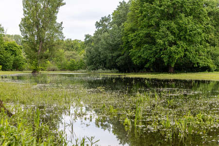 Breathtaking Landscape scenery of the floodlands in the national park Marchegg beside the Morava (or...