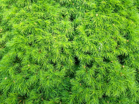 Soft and tender to the touch needles canadian spruceの写真素材