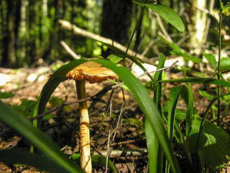 Mushroom in the forest among the grass and dry branchesの写真素材