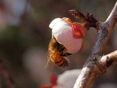 Japanese apricot and bee