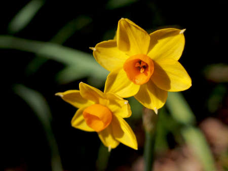 Narcissusesの写真素材
