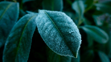 crystals of hoar frost on leavesの写真素材