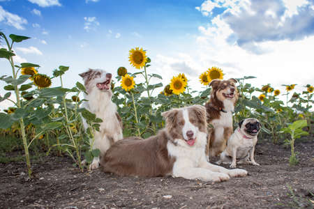 Dogs and sunflowersの写真素材