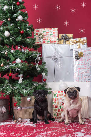 pugs for christmasの写真素材