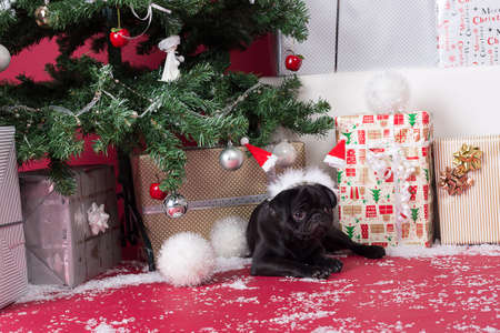 Pug for christmasの写真素材