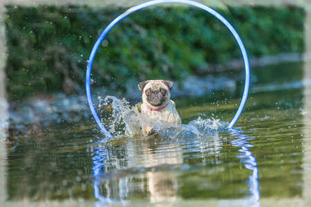 Pug in waterの写真素材