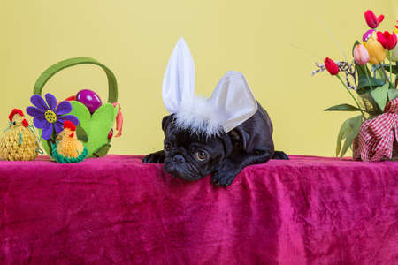 Pug for easterの写真素材