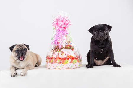 Pugs at birthdayの写真素材