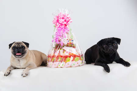 Pugs at birthdayの写真素材