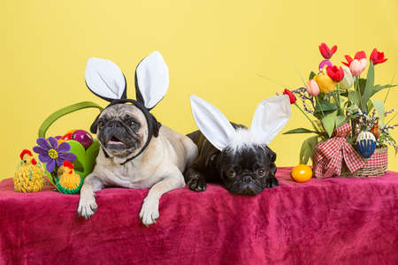Easter pugの写真素材