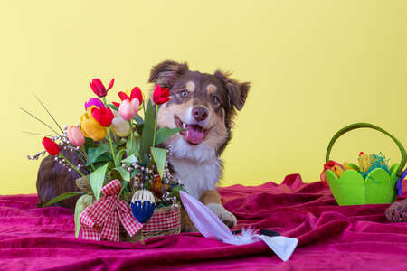 Border collie for easterの写真素材